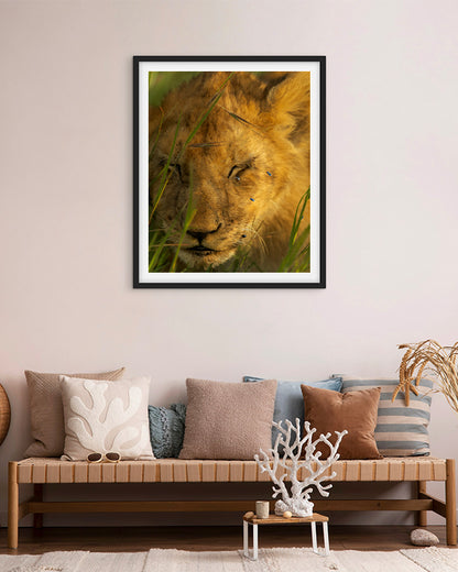 Lion Cub and Flies India - Premium Paper