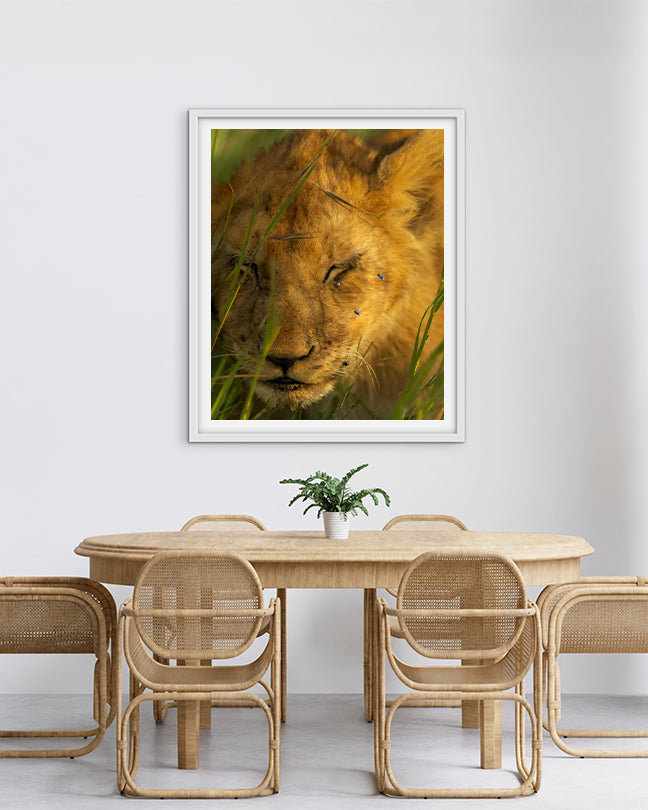 Lion Cub and Flies India - Premium Paper