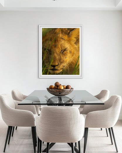 Lion Cub and Flies India - Premium Paper