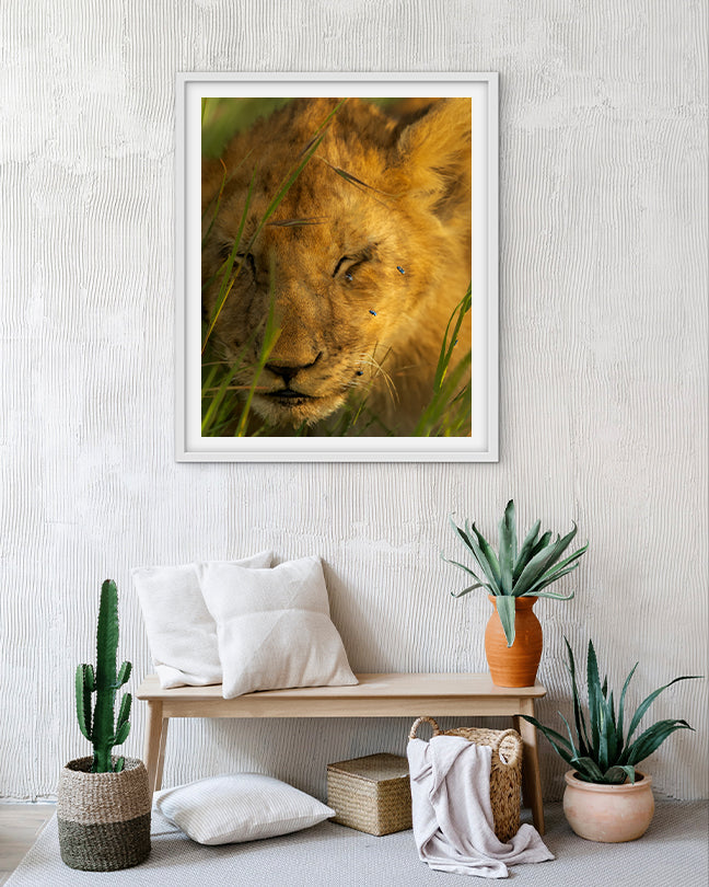 Lion Cub and Flies India - Premium Paper
