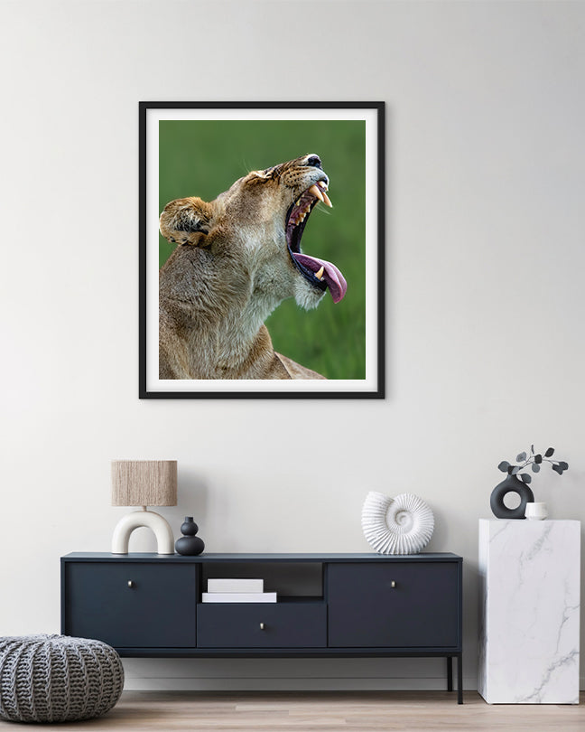 Lioness Yawning – Wildlife Premium Paper  Wall Art | Photography Print