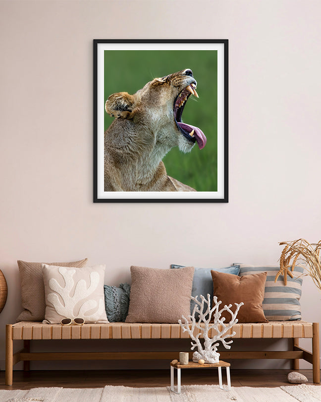 Lioness Yawning – Wildlife Premium Paper  Wall Art | Photography Print