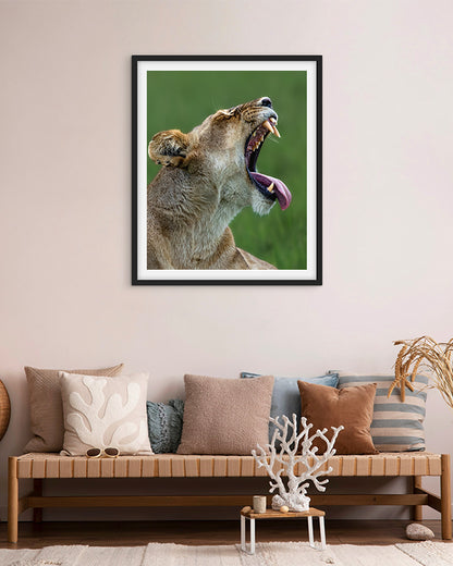 Lioness Yawning – Wildlife Premium Paper  Wall Art | Photography Print