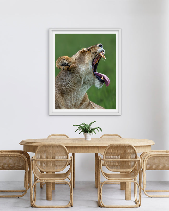 Lioness Yawning – Wildlife Premium Paper  Wall Art | Photography Print