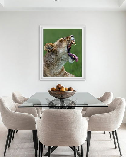 Lioness Yawning – Wildlife Premium Paper  Wall Art | Photography Print