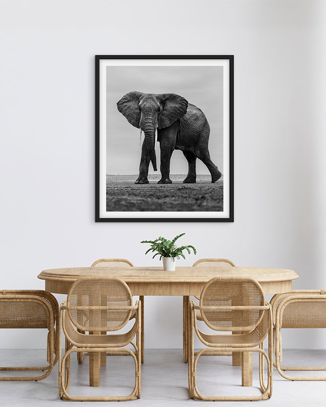 Elephant Black and White - Premium Paper