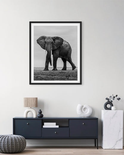 Elephant Black and White - Premium Paper