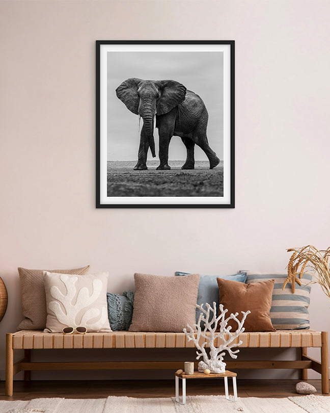 Elephant Black and White - Premium Paper