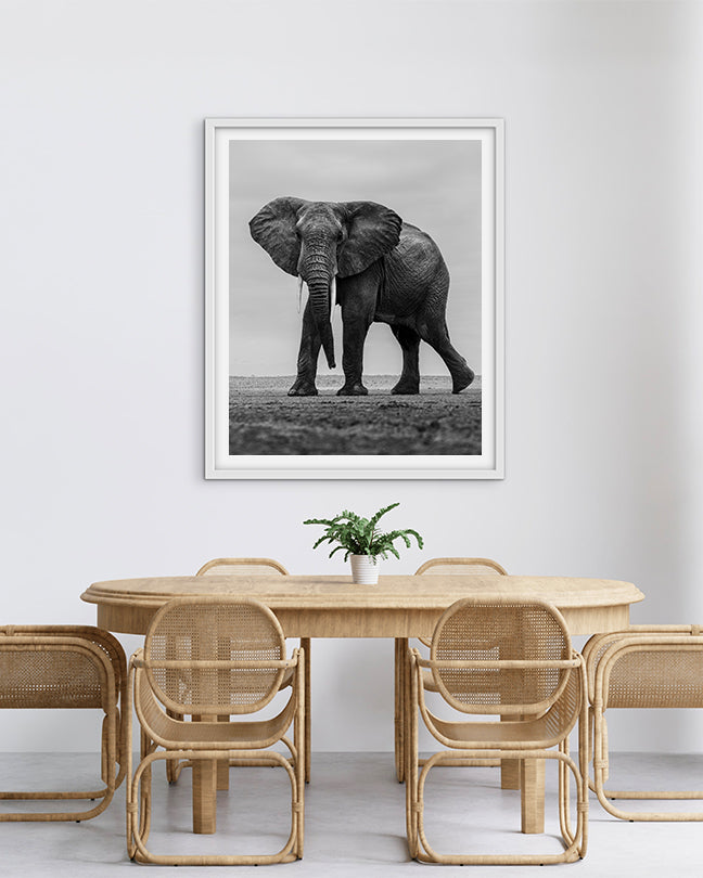 Elephant Black and White - Premium Paper
