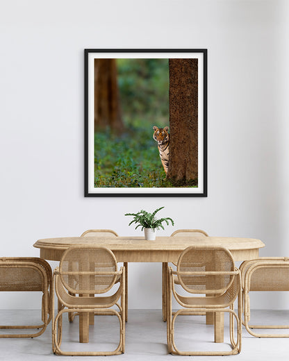 Tiger Cub Looking Like Shammi India - Premium Paper