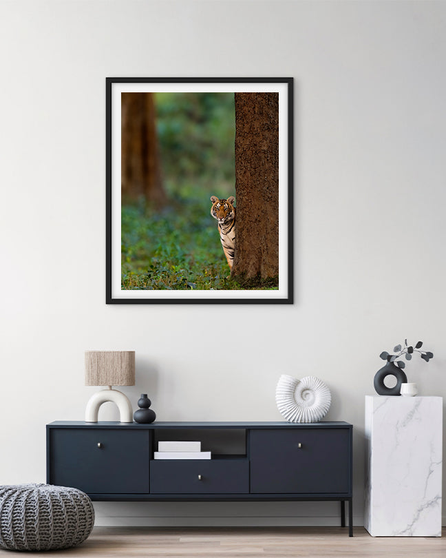 Tiger Cub Looking Like Shammi India - Premium Paper