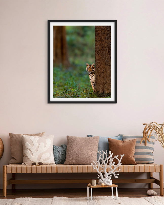 Tiger Cub Looking Like Shammi India - Premium Paper