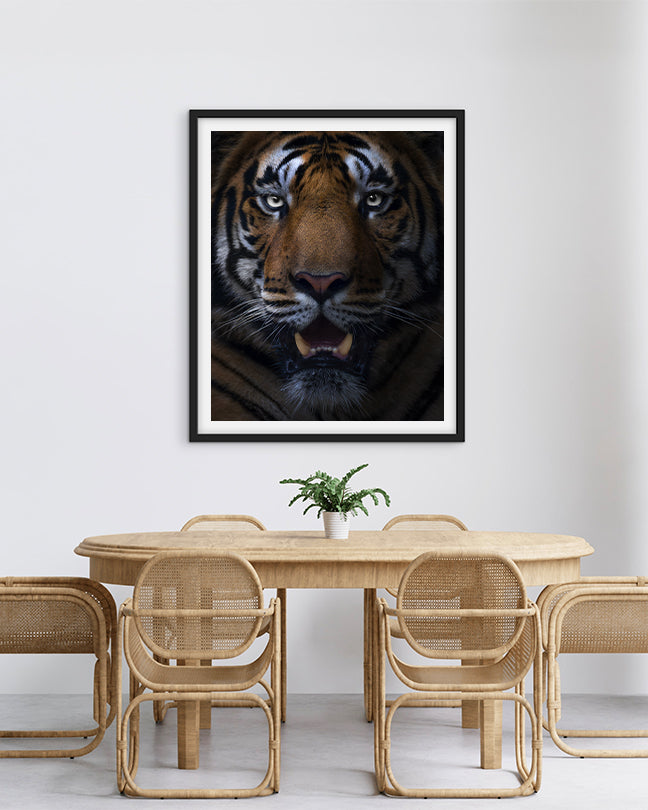 Gaze – Tiger Close-Up premium paper for Bold Interior  Design