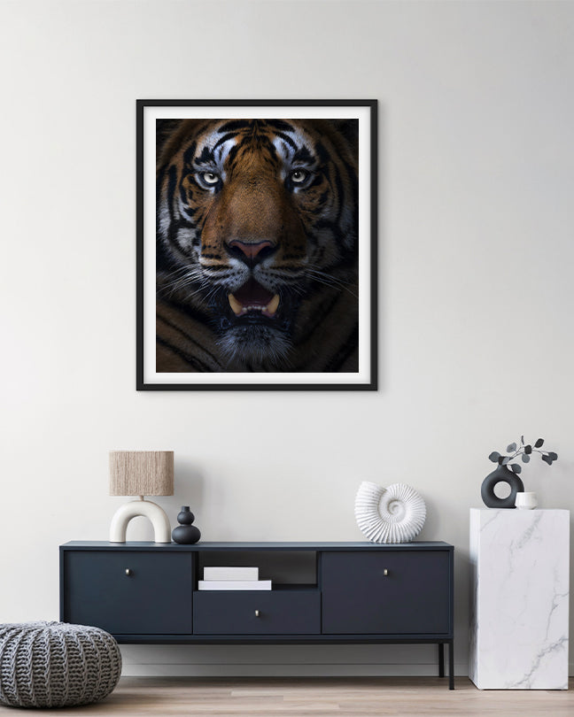 Gaze – Tiger Close-Up premium paper for Bold Interior  Design