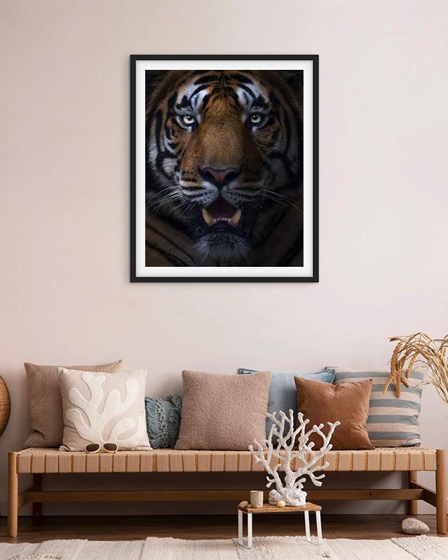 Gaze – Tiger Close-Up premium paper for Bold Interior  Design