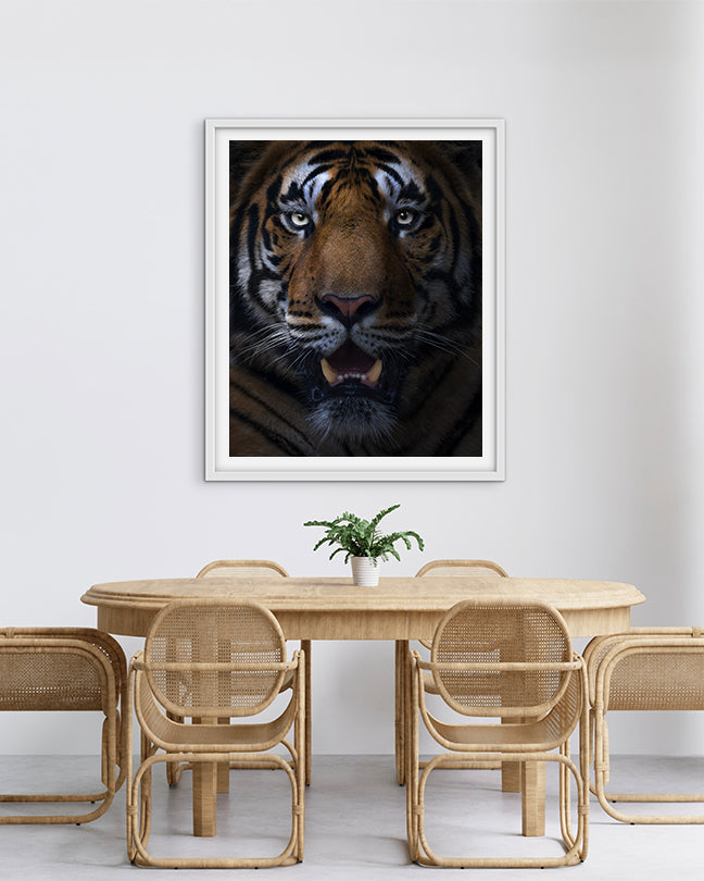 Gaze – Tiger Close-Up premium paper for Bold Interior  Design