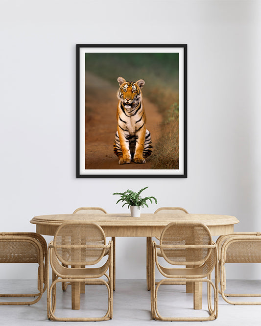 Royal Pause – A Tiger’s Watchful Moment on a  Jungle Path - Premium Paper